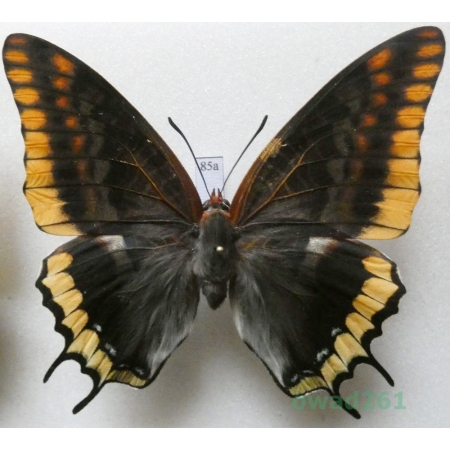 Charaxes jasius (Linnaeus, 1767) female Croatia 72mm85a